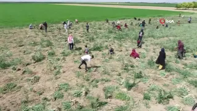 Aksaray'da sular çekildi, üreticiler az su isteyen ürünlere yöneldi