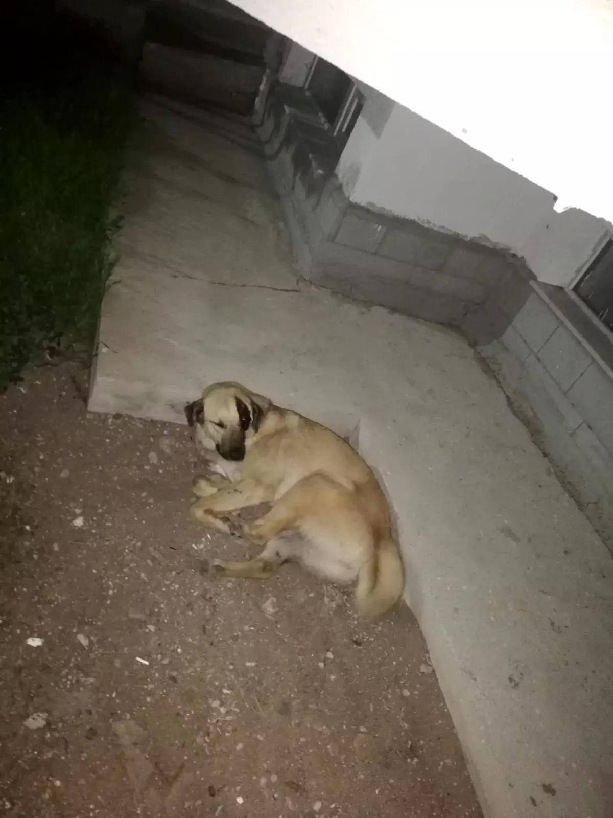 Başkent'te kafasına sallama darbesi aldığı iddia edilen bir köpek gözünü kaybetti