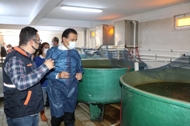 Bolu Valisi Ahmet Ümit, sazan balığı sağımı yaptı