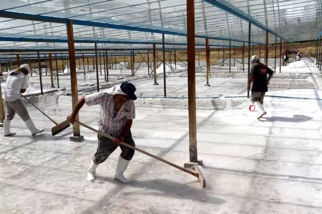Bunaltıcı sıcaklar 3 bin yıllık Kemah tuzu na bereket getirdi