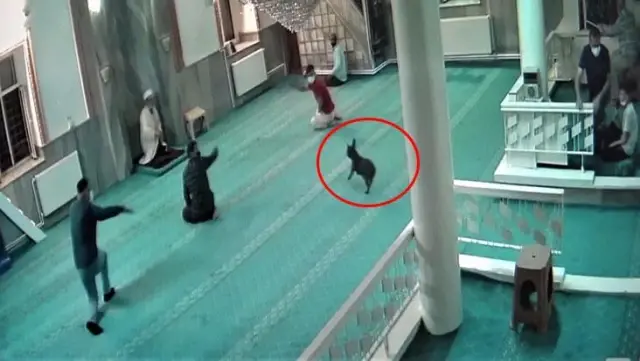 Camiye giren Bulldog cinsi köpek, cemaate korku dolu anlar yaşattı Camiye giren Bulldog cinsi köpek, cemaate korku dolu anlar yaşattı