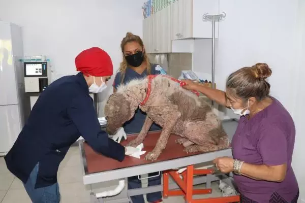In Sanliurfa, puppies have been found with their ears cut off