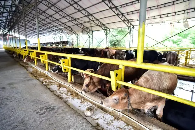 Kurban pazarlarında hareketlilik başladı! Fiyatları uygun bulan da var pahalı bulan da