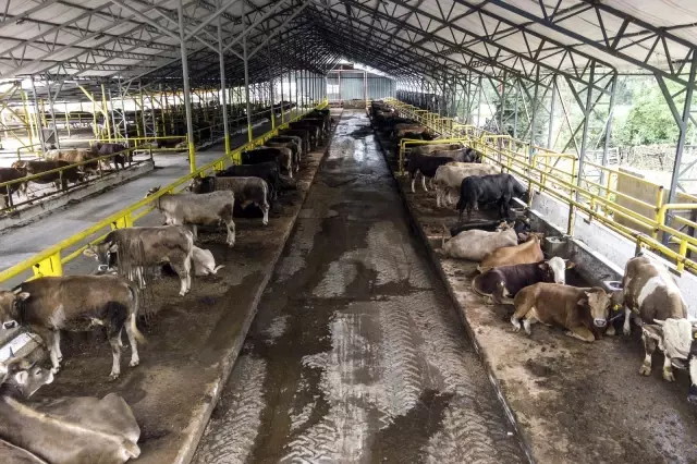 Kurban hareketliliği başladı! Pazarlarda fiyatlar da netleşti Kurban hareketliliği başladı! Pazarlarda fiyatlar da netleşti
