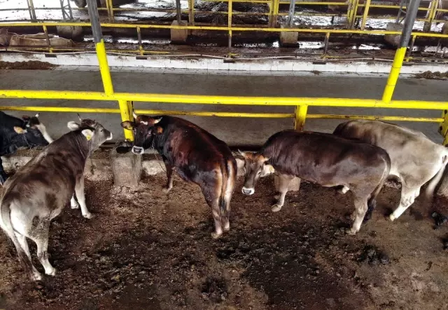 Kurban pazarlarında hareketlilik başladı! Fiyatları uygun bulan da var pahalı bulan da
