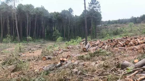 İSTANBUL'UN AKCİĞERİ BELGRAD ORMANI'NDA TIRAŞLAMA 1
