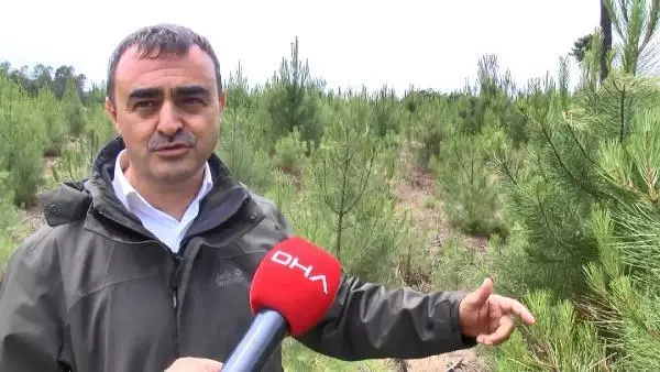 İSTANBUL'UN AKCİĞERİ BELGRAD ORMANI'NDA TIRAŞLAMA 1