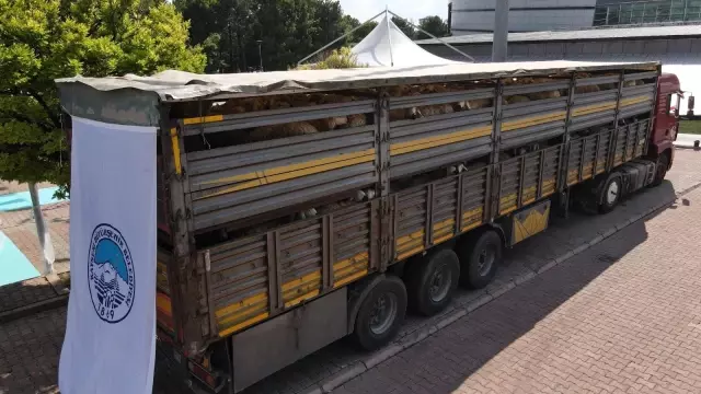 Koyunlar Artıyor Meralar Şenleniyor projesi ile 55 aileye bin 100 küçükbaş verildi