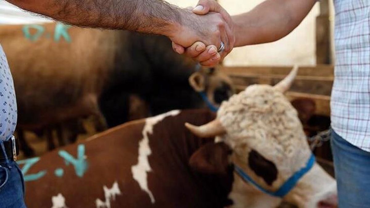 Kurban pazarlarında hareketlilik başladı! Fiyatları uygun bulan da var pahalı bulan da