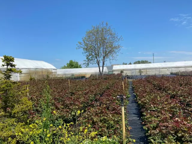 Yalova'da 2 bin 600 dekar tarım arazisinde sulu tarım yapılacak