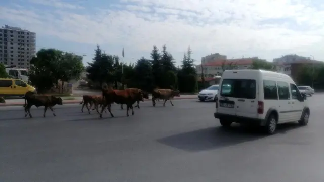 Başıboş büyükbaş hayvan sürüsü, sürücülere zor anlar yaşattı Başıboş büyükbaş hayvan sürüsü, sürücülere zor anlar yaşattı