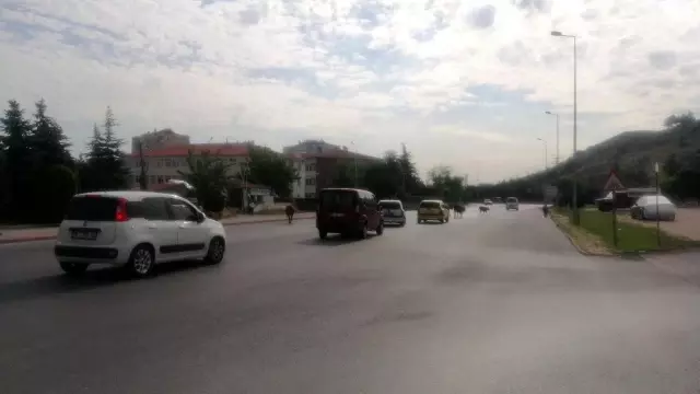 Başıboş büyükbaş hayvan sürüsü, sürücülere zor anlar yaşattı