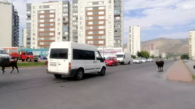 Başıboş büyükbaş hayvan sürüsü, sürücülere zor anlar yaşattı