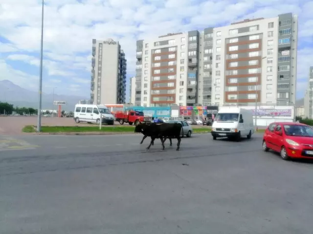 Başıboş büyükbaş hayvan sürüsü, sürücülere zor anlar yaşattı