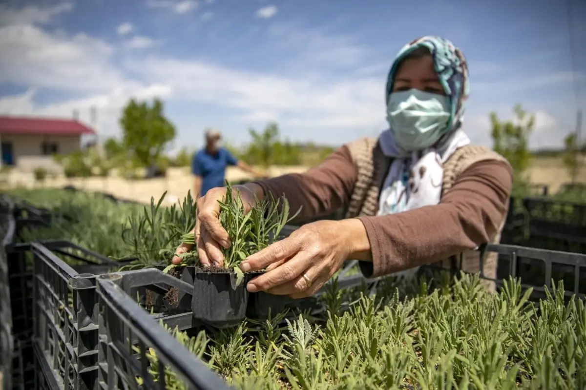 Büyükşehir Belediyesi, üreticilere 250 bin lavanta fidesi dağıttı