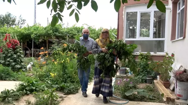 Büyükşehirden taşınıp evlerinin bahçesinde ipekböceği yetiştirmeye başladılar Büyükşehirden taşınıp evlerinin bahçesinde ipekböceği yetiştirmeye başladılar