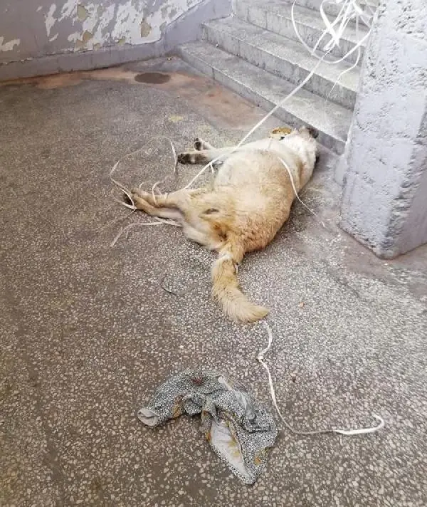 Para istediği kişiyi sokak ortasında vuran tetikçiyle ilgili iğrenç gerçek: Sokak köpeğini öldürüp tecavüz etmiş