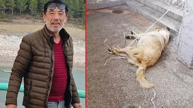 Para istediği kişiyi sokak ortasında vuran tetikçiyle ilgili iğrenç gerçek: Sokak köpeğini öldürüp tecavüz etmiş Para istediği kişiyi sokak ortasında vuran tetikçiyle ilgili iğrenç gerçek: Sokak köpeğini öldürüp tecavüz etmiş