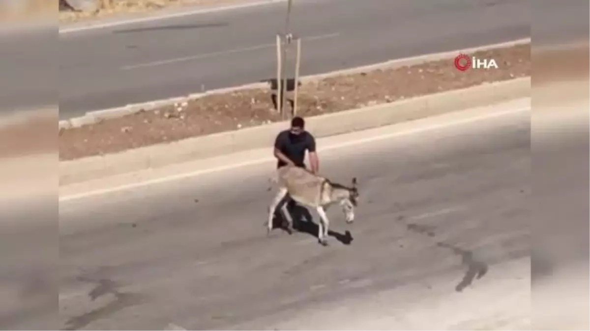 Hasta eşeği yolun karşısına geçirerek insanlık dersi verdi