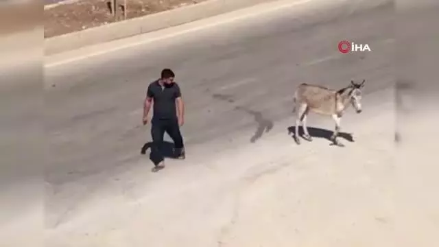 Hasta eşeği yolun karşısına geçirerek insanlık dersi verdi