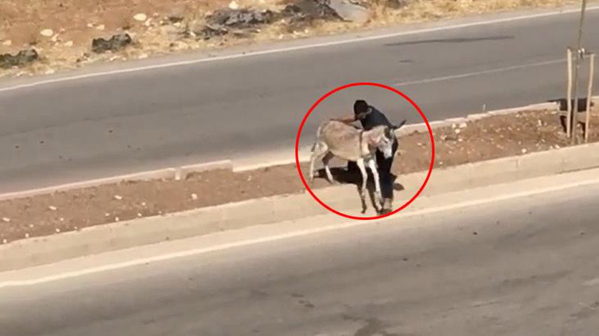 Hasta eşeği yolun karşısına geçirerek insanlık dersi verdi