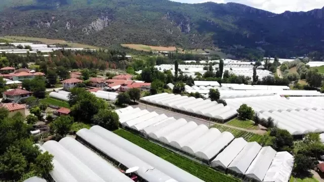 Karadeniz'in sebze üssü Amasya'da domates hasadı başladı Karadeniz'in sebze üssü Amasya'da domates hasadı başladı
