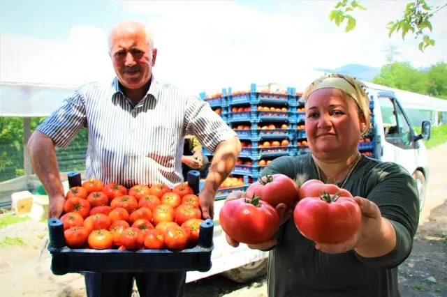 Karadeniz'in sebze üssü Amasya'da domates hasadı başladı Karadeniz'in sebze üssü Amasya'da domates hasadı başladı