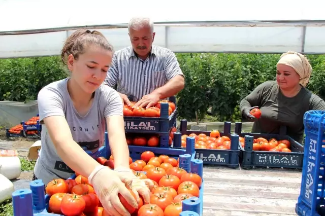 Karadeniz'in sebze üssü Amasya'da domates hasadı başladı Karadeniz'in sebze üssü Amasya'da domates hasadı başladı