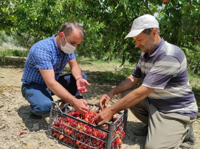 Fırtınanın zarar verdiği tarım alanlarında hasar tespit çalışmalarına başlandı Fırtınanın zarar verdiği tarım alanlarında hasar tespit çalışmalarına başlandı