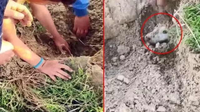 Çocukların duyduğu ses, toprak altındaki köpekleri ölümden kurtardı Çocukların duyduğu ses, toprak altındaki köpekleri ölümden kurtardı