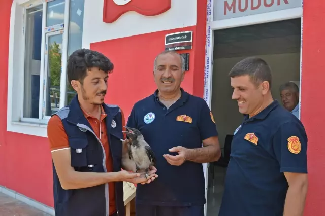 İtfaiyeciler kurtardıkları yaralı karganın bakımını üstlendi