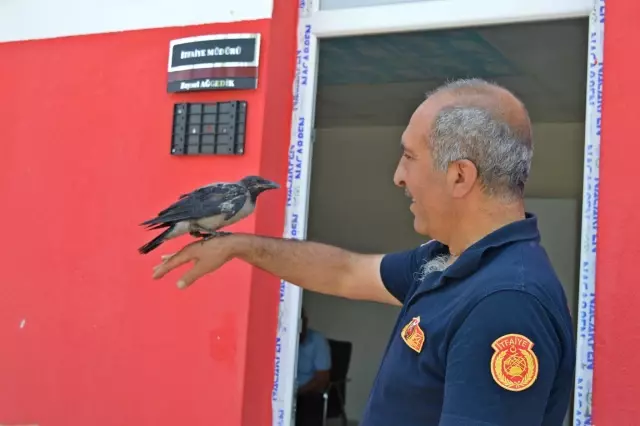 İtfaiyeciler kurtardıkları yaralı karganın bakımını üstlendi