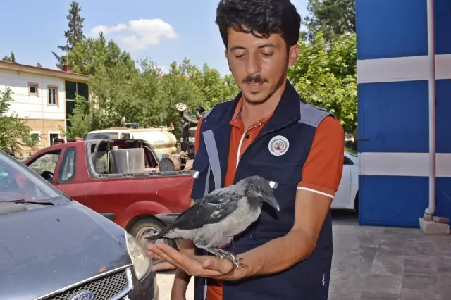 İtfaiyeciler kurtardıkları yaralı karganın bakımını üstlendi