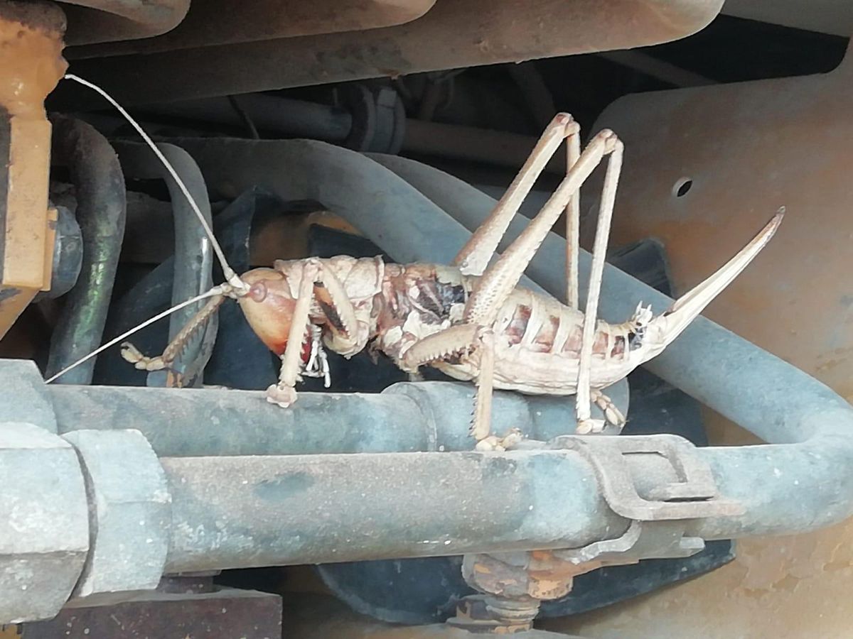 Türkiye'de böylesi ilk kez görüntülendi! Etçil dev çekirgeyi görenler gözlerine inanamadı