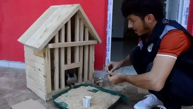 İtfaiyeciler kurtardıkları yaralı karganın bakımını üstlendi