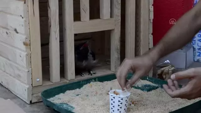 İtfaiyeciler kurtardıkları yaralı karganın bakımını üstlendi