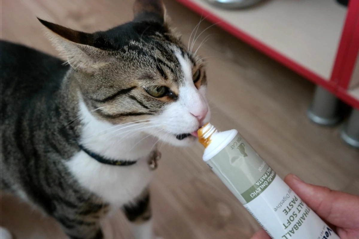 kedi tüyleri için vitamin