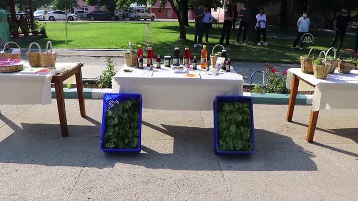'Yapıncak yaprağı' adına hasat şenliği düzenlendi