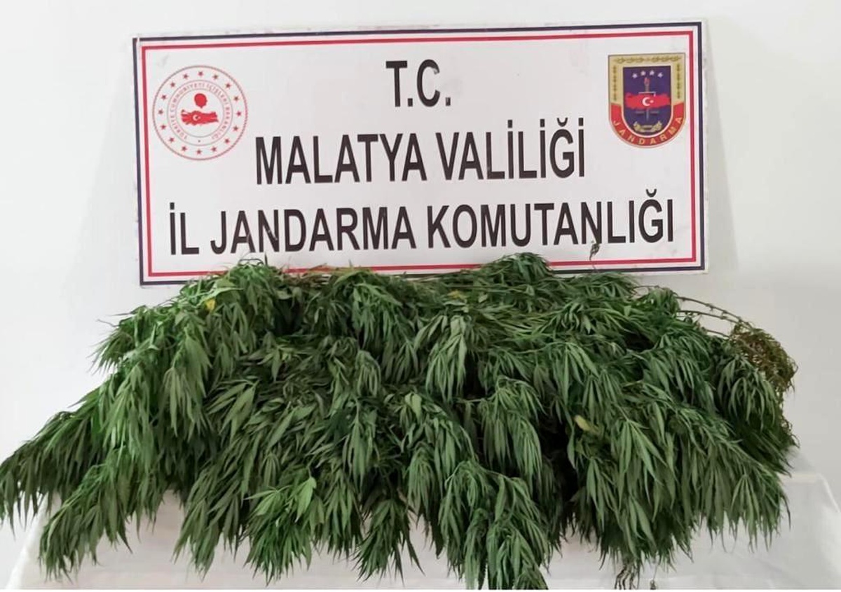 400 kök Hint keneviri ele geçirildi - Vimarsana News