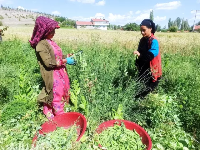Afyonkarahisar'da bezelye hasadı başladı - Haberler Ekonomi 2 Afyonkarahisar'da bezelye hasadı başladı