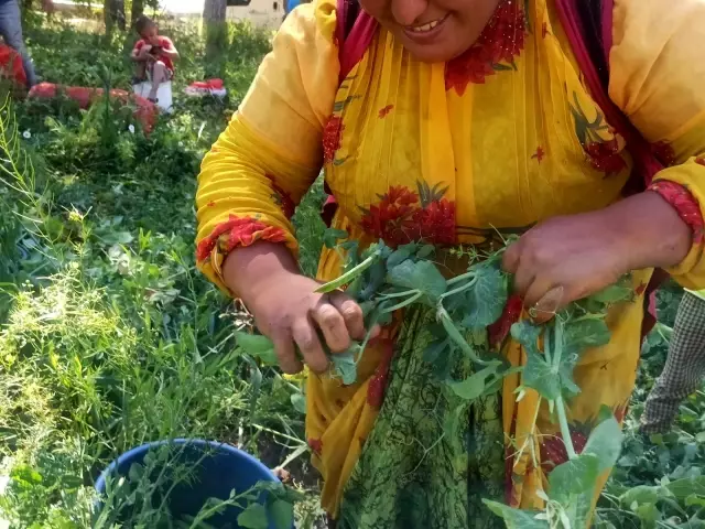 Afyonkarahisar'da bezelye hasadı başladı - Haberler Ekonomi 3 Afyonkarahisar'da bezelye hasadı başladı