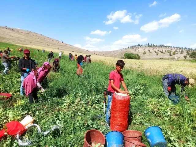 Afyonkarahisar'da bezelye hasadı başladı - Haberler Ekonomi 5 Afyonkarahisar'da bezelye hasadı başladı