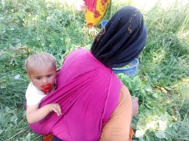 Afyonkarahisar'da bezelye hasadı başladı - Haberler Ekonomi 6 Afyonkarahisar'da bezelye hasadı başladı