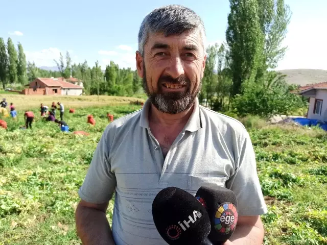 Afyonkarahisar'da bezelye hasadı başladı - Haberler Ekonomi 7 Afyonkarahisar'da bezelye hasadı başladı