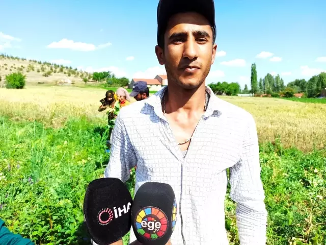 Afyonkarahisar'da bezelye hasadı başladı - Haberler Ekonomi 8 Afyonkarahisar'da bezelye hasadı başladı
