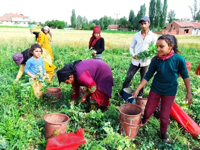 Afyonkarahisar'da bezelye hasadı başladı - Haberler Ekonomi 9 Afyonkarahisar'da bezelye hasadı başladı