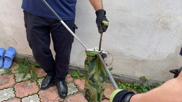 Bir anlık dikkati ailesini tehlikeden korudu! Zehirli sarı yılan, saklandığı bahçede yakalandı
