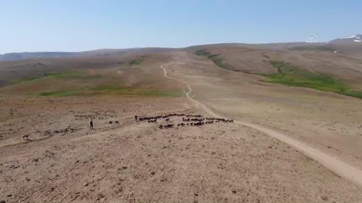 Doğu Anadolu'daki yayla yolculuğu sıcak hava nedeniyle zorlu geçiyor - Vimarsana News