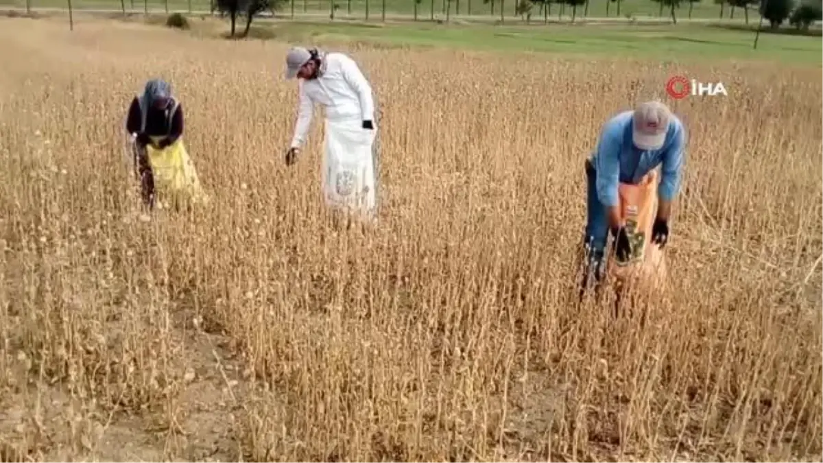 Haşhaş kuraklıktan kozalak bağlamayınca rekoltede yüzde 70 azaldı