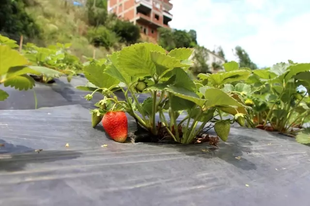 Trabzon'da bu yıl çilek üretimi 250 ton civarında olması bekleniyor